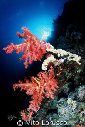 Corals - Dendronephthya Sp. by Vito Lorusso 